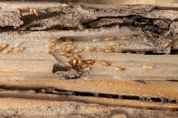 Best Best Pest Control Companies  in Sisseton, SD